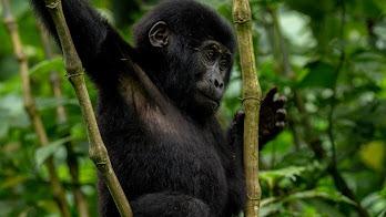 3 Days Uganda Gorilla Trekking