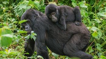 5 Day Uganda-Gorilla & Wildlife Safari Experience.