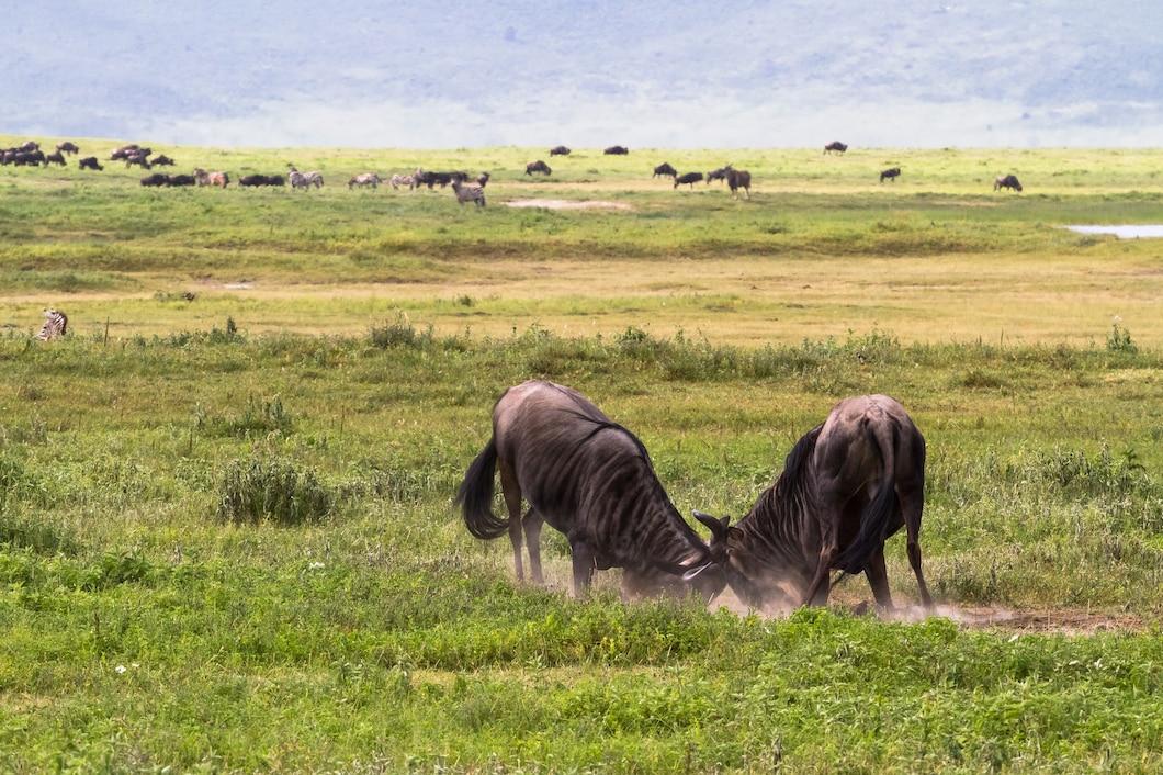 1-day Arusha National Park Hike