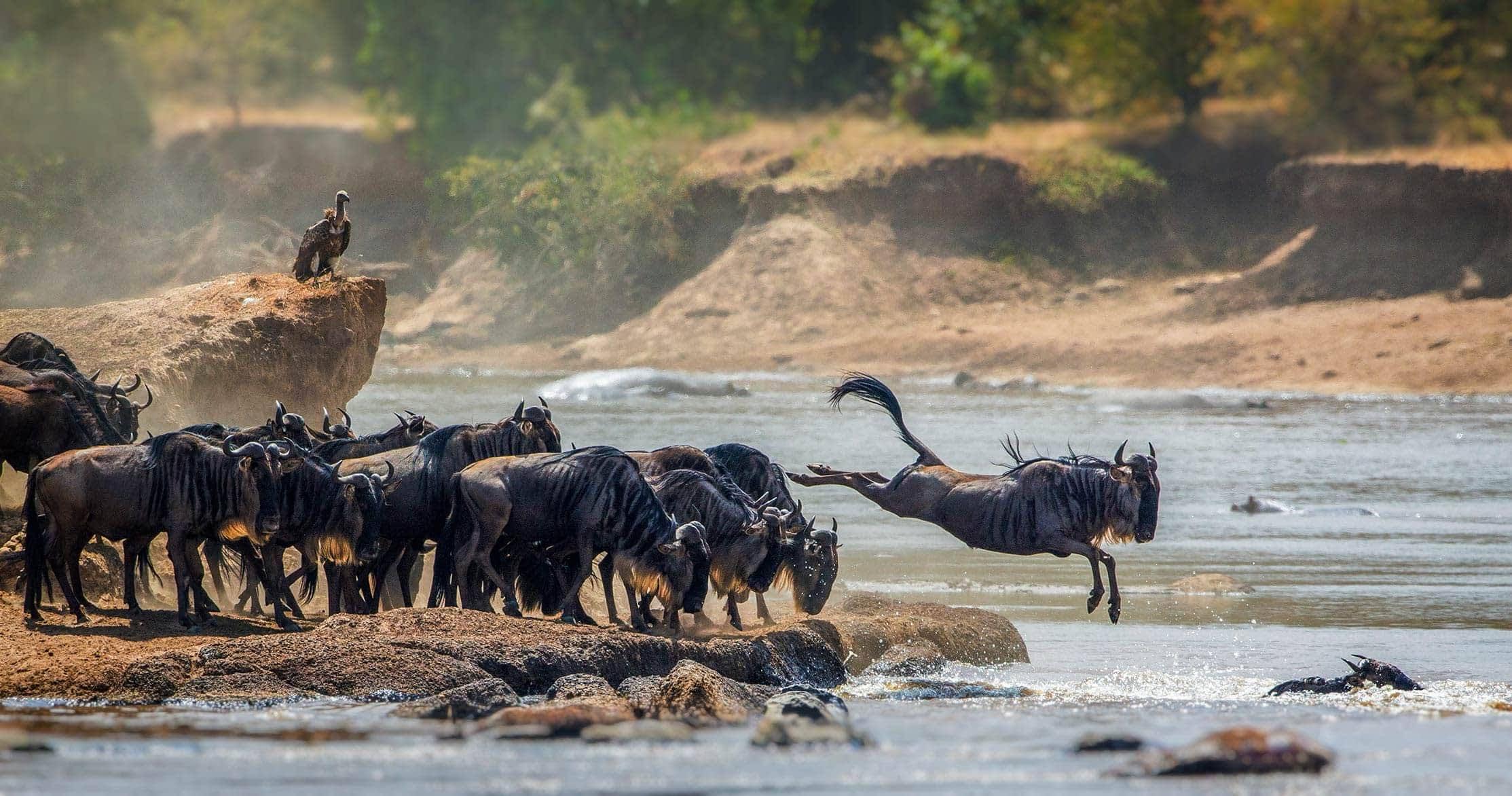 7-day Wildebeest Migration Safari, Tanzania