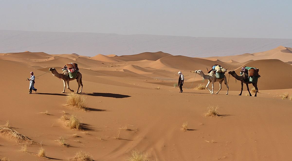 Camel Trek in the Sahara Desert