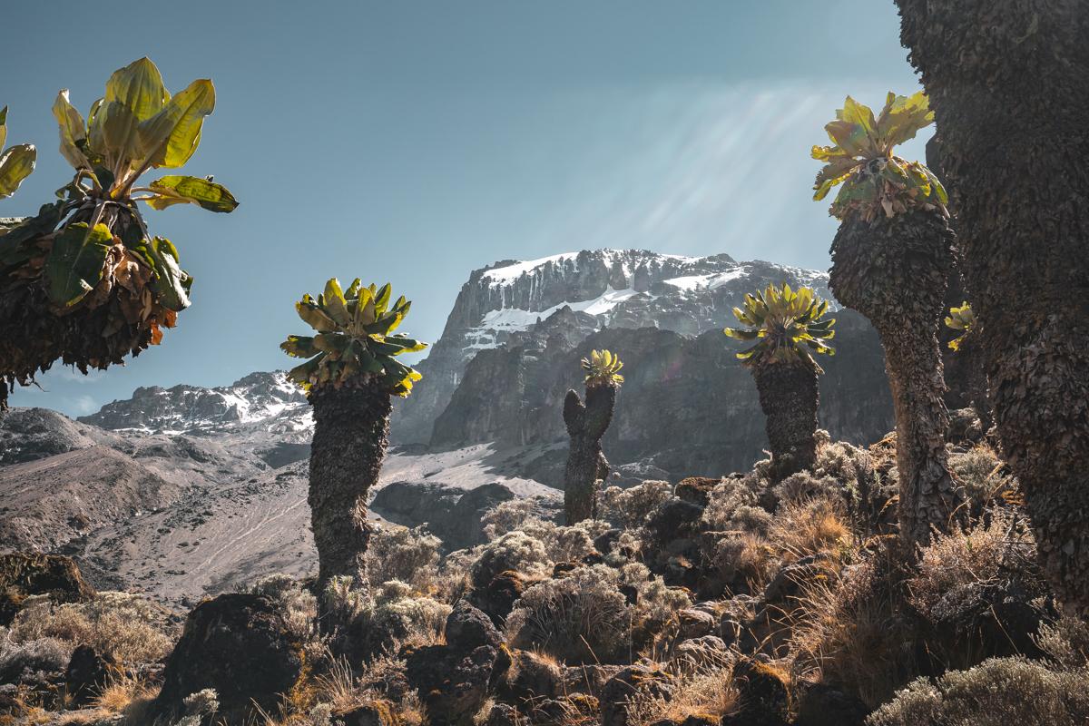 Kilimanjaro climb via Lemosho route 